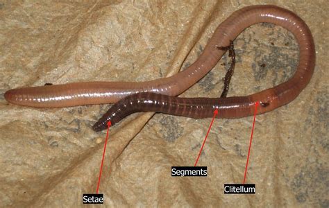 Interpretation of Worms in Different Parts of the Body