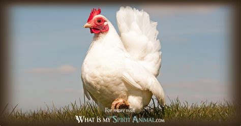 Interpretation of a White Chicken in Your Home