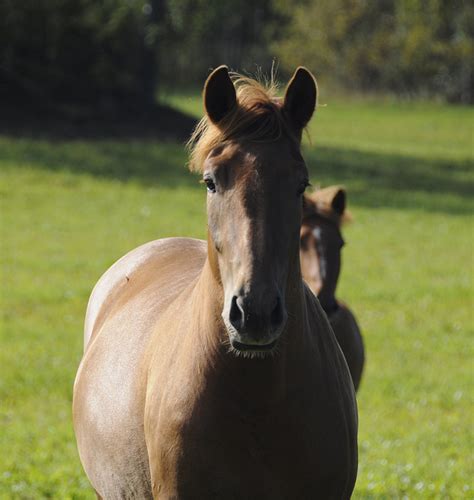 Interpretation of the Mare's Behavior