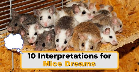 Interpretations of Dreaming about Mice for Women