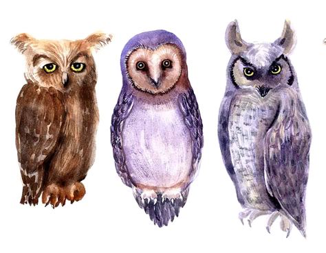 Interpretations of Owls Entering a Residence