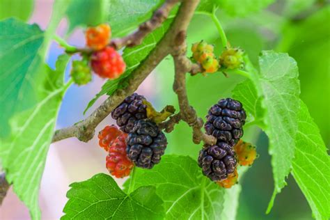 Interpreting Different Varieties of Mulberry Fruit in Dreamscapes