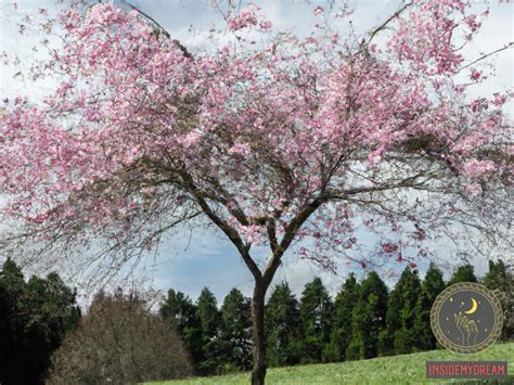 Interpreting Dreams About Blossoming Cherry Trees