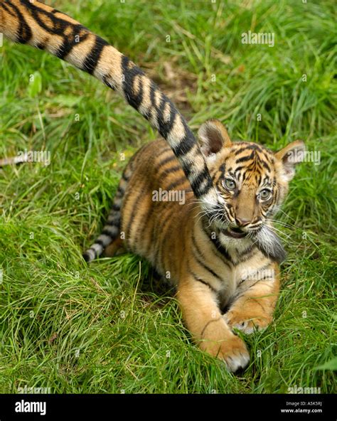 Interpreting Tiger Cub Bites as a Symbol of Aggression