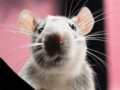 Interpreting Visions of Pet Rats: Insights for Women