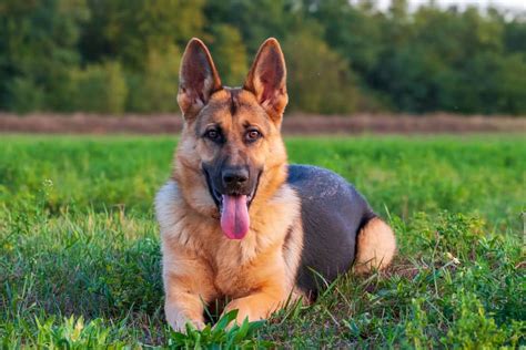 Interpreting a Dream About a German Shepherd Puppy