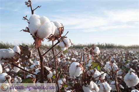 Interpreting the Cultural Significance of Cotton in Dream Symbolism