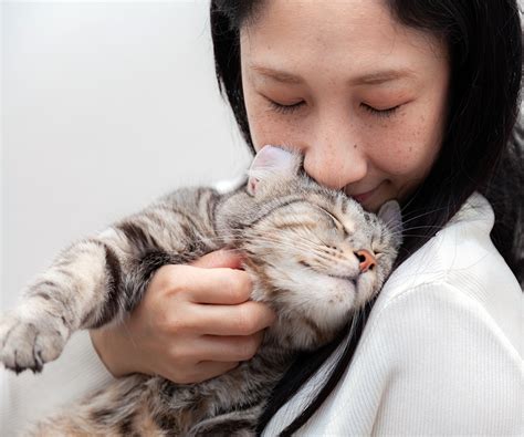 Interpreting the Emotional Bond with the Feline Companion