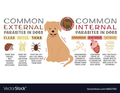 Interpreting the Presence of Parasites on a Canine Companion in a Subconscious Reverie as an Ominous Omen