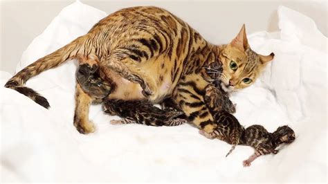 Interpreting the Significance Behind a Feline Giving Birth to Offspring in a Dream