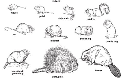 Interpreting the Significance of a Deceased Rodent in a Reverie: Unveiling Its Importance