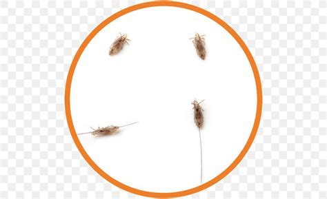 Interpreting the Subliminal Messages Associated with Dreaming About Lice Infestation