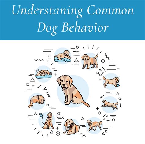 Interpreting the Symbolism: Gaining Insight into Dreams Portraying Canine Aggression