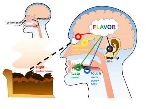 Intertwining of Taste and Emotion: Why Certain Flavors Resonate with Men