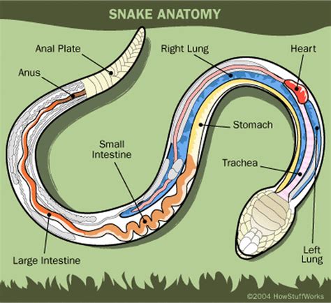 Intriguing Adaptations: Analyzing the Distinctive Features of Snake Digestion
