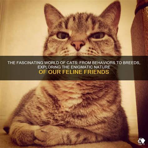 Intriguing Insights into the Enigmatic Lives of our Feline Friends