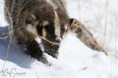 Intriguing Insights on Badgers during the Winter Season