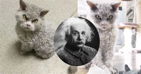 Introducing the Phenomenon: An Internet-Famous Feline Clan