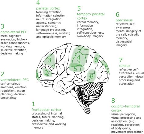 Investigating Brain Activity During Lucid Dreaming