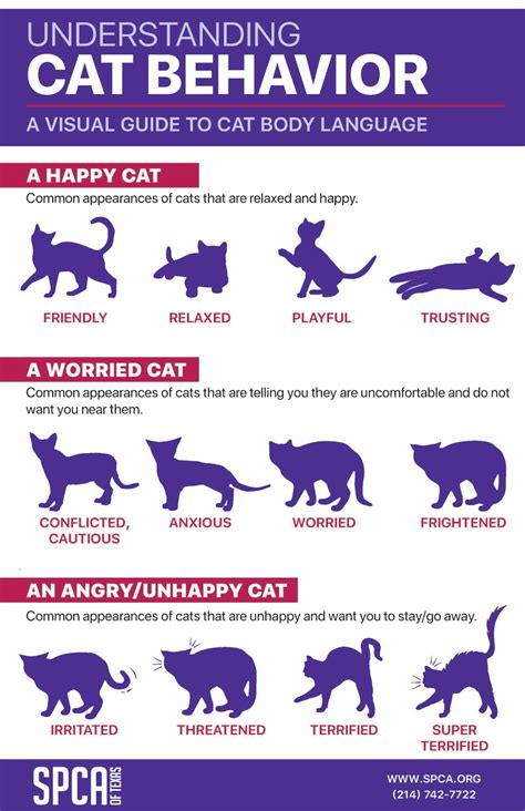 Investigating the Role of Sleep Patterns and Feline Behavior in Dream Imagery