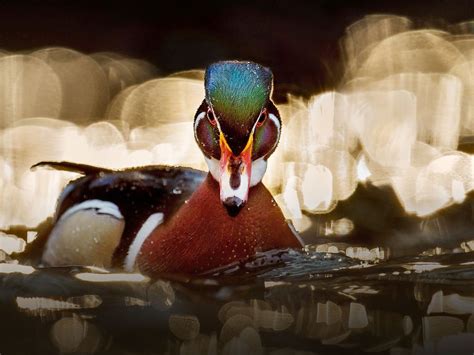 Is a Waterfowl in Your Dream a Warning or an Encouragement?