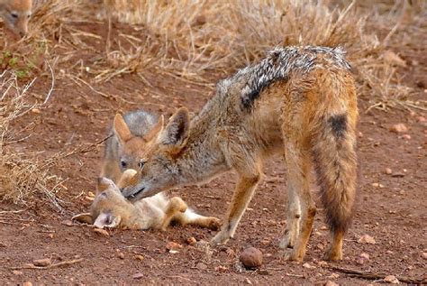 Jackals and Reproduction: Deciphering Their Breeding Behavior