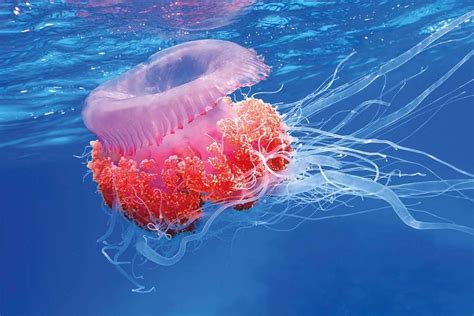 Jellyfish Blooms: Unraveling the Origins and Ramifications