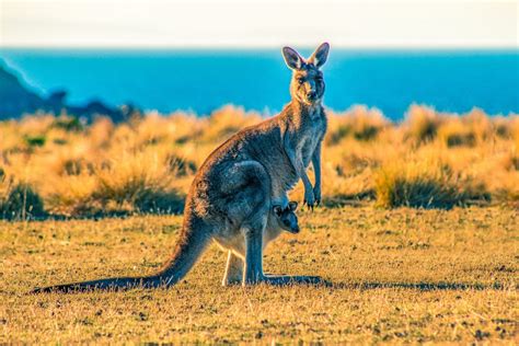 Kangaroo Dreams: A Window into the Animal Kingdom