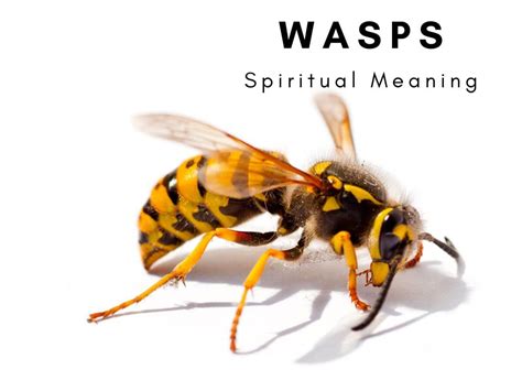 Killing or Crushing a Wasp in a Dream: Symbolic Explanation