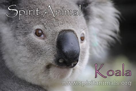 Koalas as Spirit Animals: Significance and Symbolism