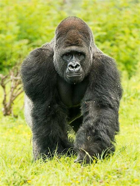 Koko's Dreams: Gaining Insight into Gorilla Emotions and Imagination