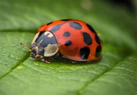 Ladybugs in Mythology and Folklore