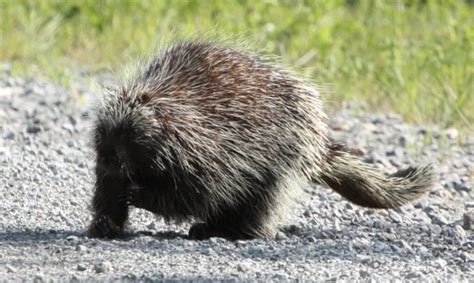 Larisa's Efforts in Raising Awareness about Porcupines