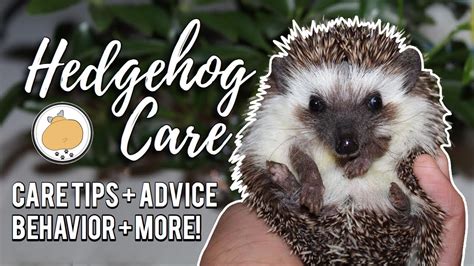 Larisa's Pet Care Advice and Suggestions for Hedgehogs