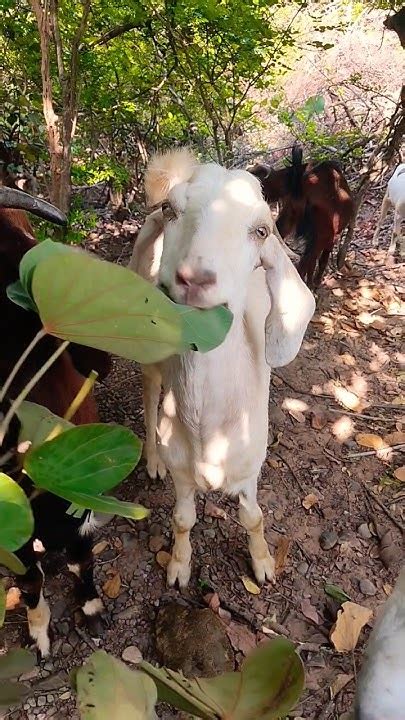 Leafy Delights: Exploring the Goat's Fascination with Foliage