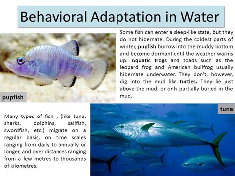 Learning from Nature: How Fish Adaptations Inspire Technology