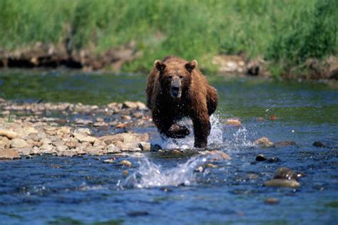 Lessons Learned: Campers Reminded to Stay Vigilant in Bear Country