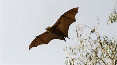 Lessons Learned from the Encounter with a Bee-Biting Bat