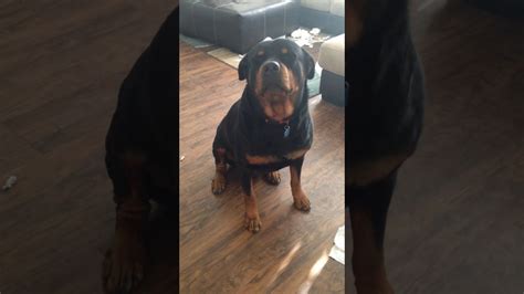 Lighthearted Pranks: The Woman and Rottweiler's Mischief