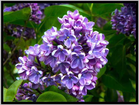 Lilac-Lovers Unite: Celebrating Lilac Festivals Around the World