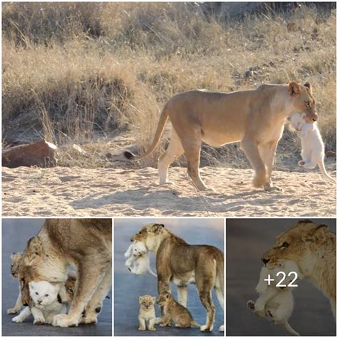 Lion Cubs as a Symbol of Maternal Instincts and Nurturing Nature