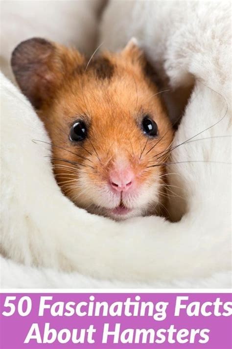 Lucid Dreaming in Hamsters: Fact or Fiction?