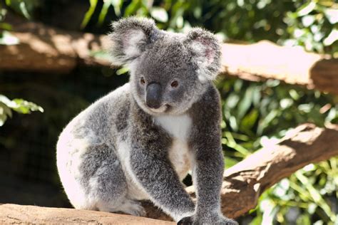 Lucid Dreaming in Koalas: How Do They Control Their Dreams?