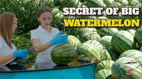 Lucy's Ambitious Plans to Cultivate a Gigantic Watermelon