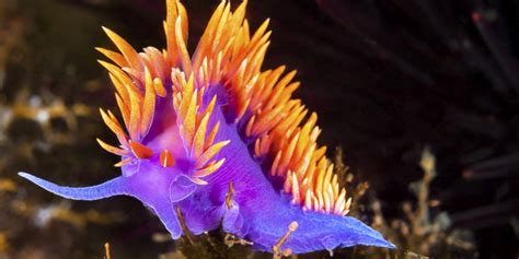 Majestic Display: The Colors and Patterns of the Sea Creature