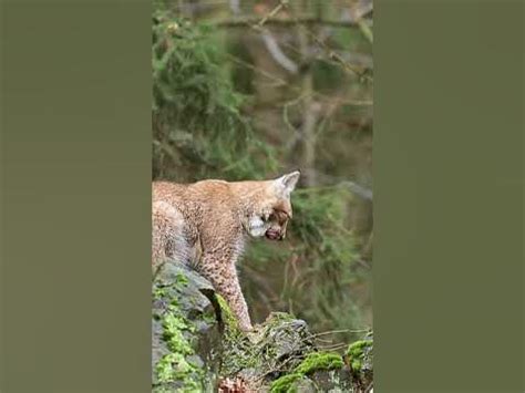 Majestic Encounter: The Fabled Lynx