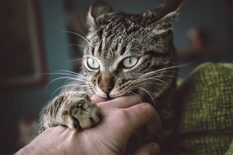 Managing Feline Nipping: Effective Measures and Altering Behavioral Patterns