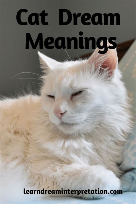 Manifestations of Cats in Dreams: Interpretations and Beliefs