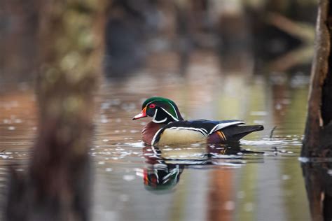 Mastering Duck Calls: Mimicking Their Language for Foolproof Hunting