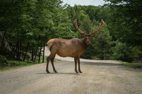 Mastering the Art of Calling: Techniques to Attract Majestic Moose with Authentic Vocalizations